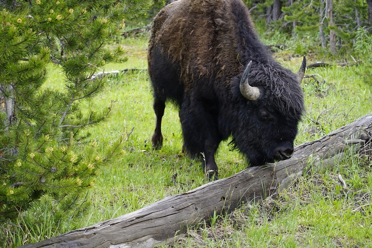 The Best Scenic Drives in Glacier National Park